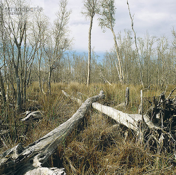 Breitblättrige Paperbarks und Sumpf-Eichen  Casuarina glauca  am Rande des Lake Innes  Nordküste von New South Wales  Australien