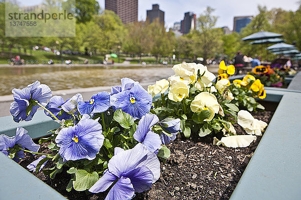 Petunienblüten am Froschteich in Boston Common  Boston  Massachusetts  USA