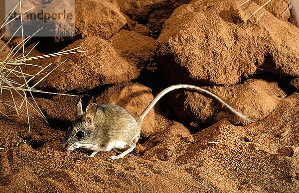 Spinifex-Hüpfmaus  Notomys alexis  in ihrem Wüstenhabitat  Northern Territory  Australien