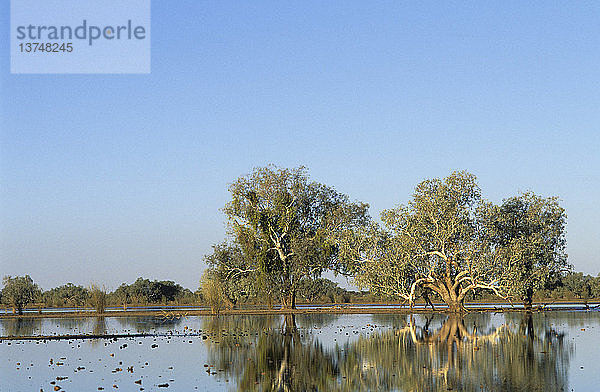 Rote Eukalyptusbäume am Fluss  Eucalyptus camaldulensis  am Rande einer Lehmpfanne  Gibson Desert  Westaustralien