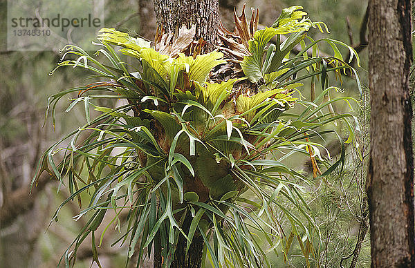 Elkhornfarn  ein Epiphyt  der in der Nähe und im Regenwald vorkommt  Conondale Range  Südost-Queensland  Australien