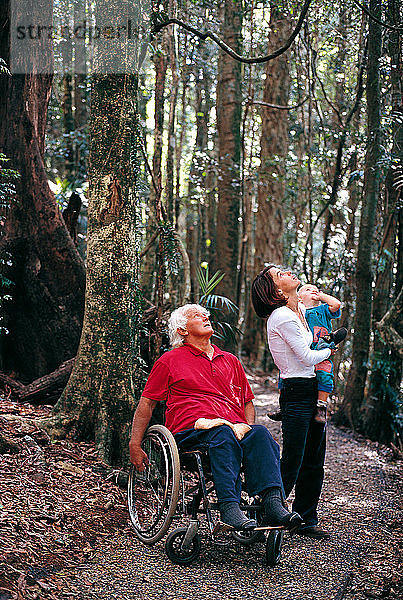 Mann im Rollstuhl beim Besuch eines Nationalparks im gemäßigten Regenwald mit seiner Familie  Dorrigo National Park  New South Wales  Australien