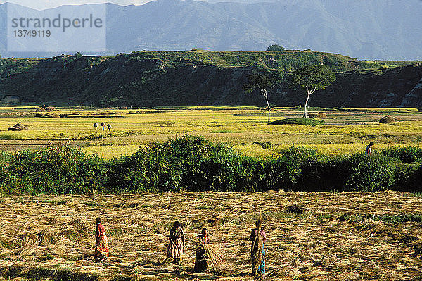 Ernte in Nepal