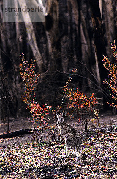 Östliches Graues Känguru  Macropus giganteus  jugendlicher Überlebender der verheerenden Buschbrände  sucht noch Wochen später nach grüner Beute  Tidbinbilla Nature Reserve  Australian Capital Territory  Australien