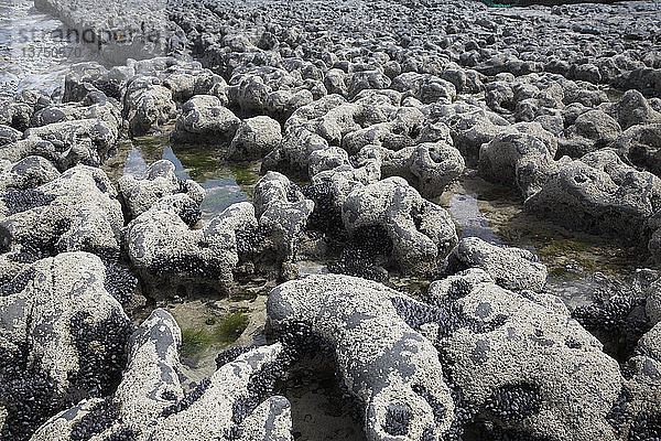 Vom Meer geformter Kalkstein aus dem Karbon  Strand von Fanore  in der Nähe von Ballyvaughan  Grafschaft Clare  Irland