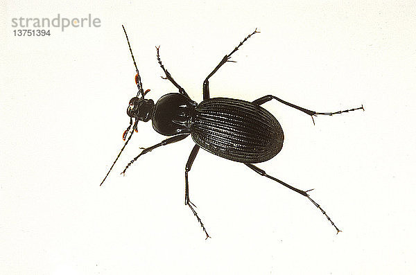 Ein Käfer  Coleoptera  ein typisches Insekt  sechs Beine  Kopf  Thorax und Hinterleib  Australien
