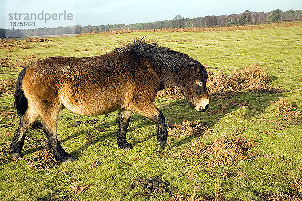 Exmoor-Ponys als Erhaltungsweide auf der Sandlings-Heide  Sutton  Suffolk  England