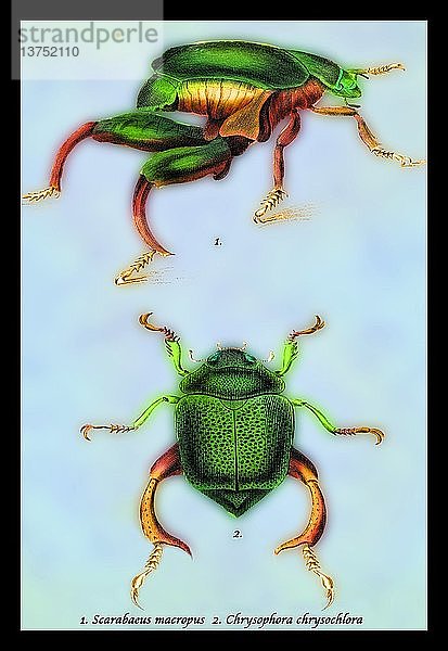 Käfer: Scarabaeus Macropus und Chrysophora Chrysochlora #1 1830