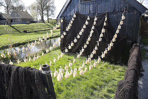 Fischtrocknung  Zuiderzee-Museum  Enkhuizen  Niederlande