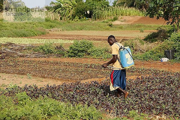 Afrikanischer Bauer  Togo