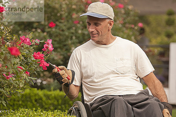 Mann mit Querschnittslähmung im Rollstuhl schneidet Rosen im Garten