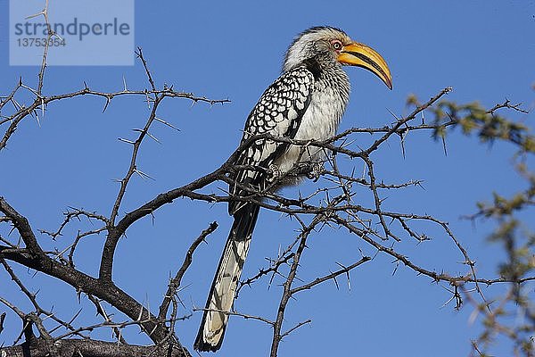 Madikwe Wildreservat  Safari  Südlicher Gelbhornvogel (Tockus leucomelas)  Südafrika.
