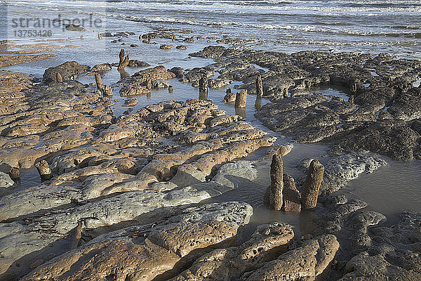 Niedrigwasser legt den geriffelten Londoner Lehm entlang der Küste von Suffolk zwischen Dunwich und Walberswick  Suffolk  England  frei
