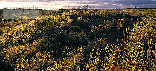 Spinifex und Sanddünen Canning Stock Route Gibson Desert  Westaustralien