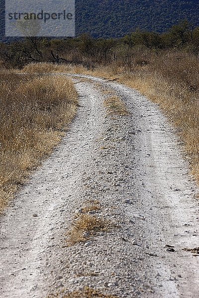 Schmutzige Straße im Busch  Südafrika.