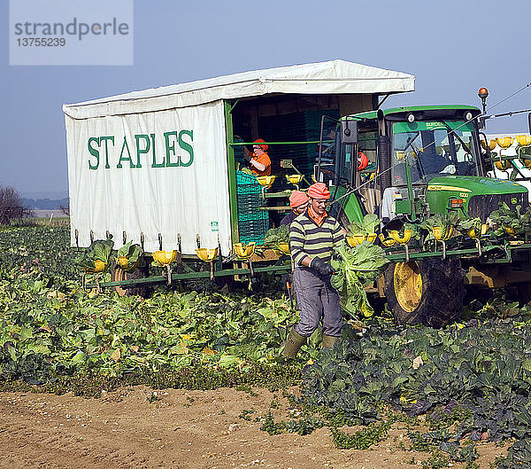 Ein Team von Feldarbeitern der Firma Staples erntet Gemüse in Iken  Suffolk  England