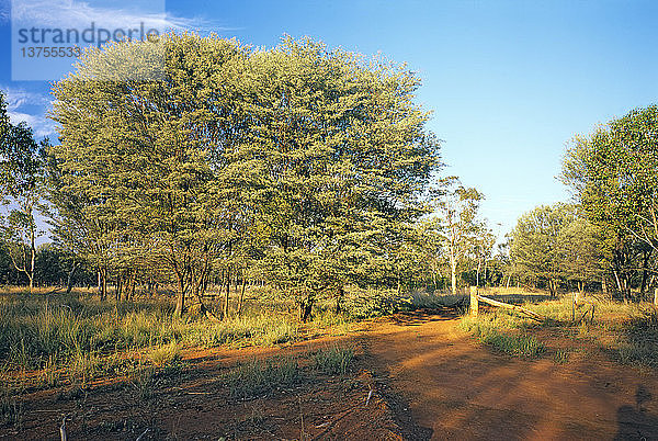 Trockener Mulga/Buchsbaumwald Thrushton National Park  südwestliches Queensland  Australien