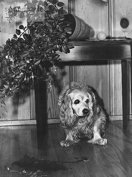 San Francisco  Kalifornien: ca. 1962 Ein Hund  der schuldbewusst neben einer umgefallenen Topfpflanze steht.