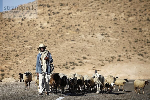 Hirte beim Treiben einer Herde in der Nähe des Dorfes Toujane  Toujane  Tunesien.