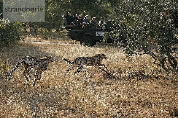 Ngala-Wildpark  Gepard  Ngala  Südafrika.