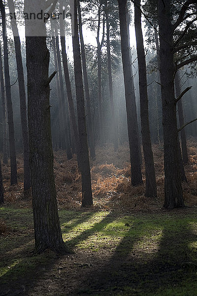 Frühmorgens scheint das Sonnenlicht durch Nadelbäume auf Farnkraut in der Nähe von Snape  Suffolk  England
