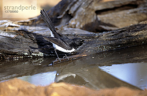 Gebirgsstelze  Rhipidura leucophrys  angezogen von einem kleinen permanenten Wasserloch für ein frühmorgendliches Bad und einen Drink  bevor die Hitze einsetzt  Mallee-Waldgebiet  Südaustralien