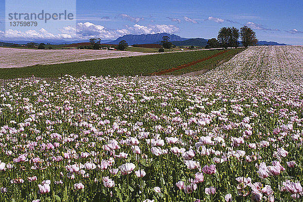 Schlafmohnblumen  in der Nähe von Devonport  Tasmanien  Australien