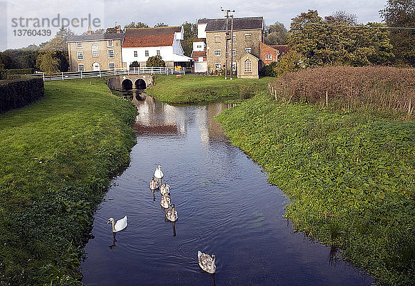 Schwäne auf dem Fluss Deben und Rackhams Wassermühle  Wickham Market  Suffolk  England