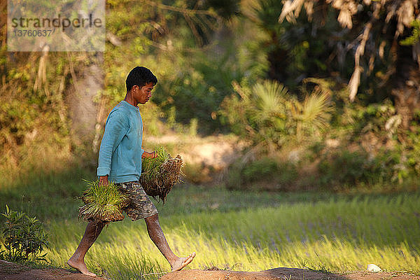 Ein Arbeiter auf einem Reisfeld hält Reisstängel