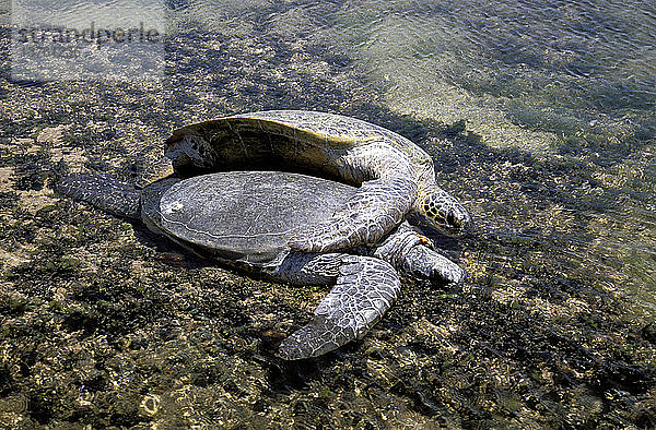 Grüne Meeresschildkröten  Chelonia mydas  bei der Paarung  Barrow Island  Westaustralien