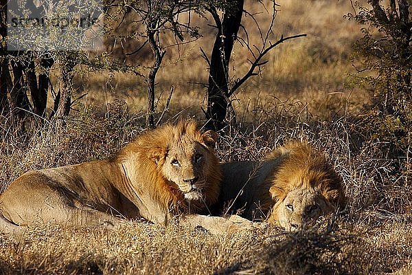 Madikwe Wildreservat  Safari  Löwen  Südafrika.