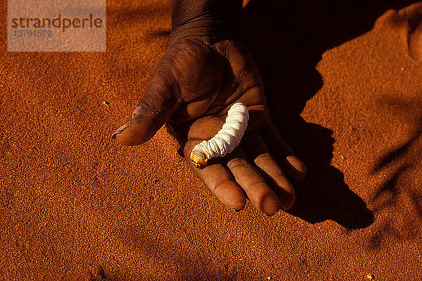 Witchetty grub  eine Speise der australischen Ureinwohner  ist die Larve einer Cossid-Motte und gilt als Delikatesse  Zentralaustralien