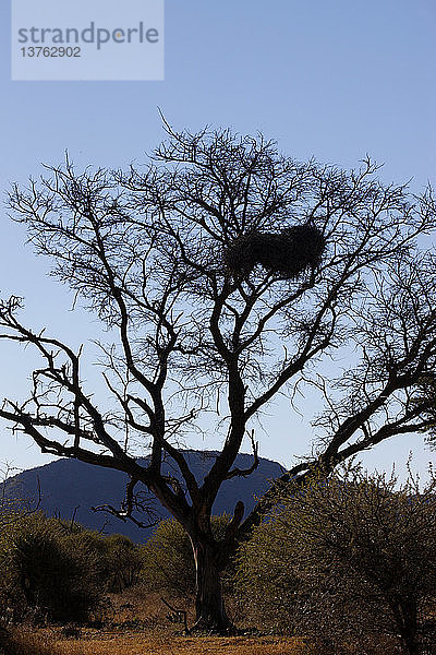 Vögel&akut; Nester im Baum
