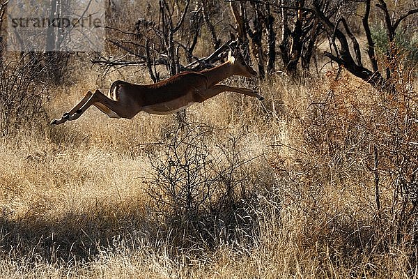 Madikwe-Wildreservat  Safari  Impala  Südafrika.