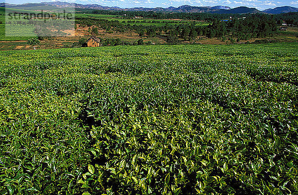 Teeanbau auf dem Gut Sahambavy bei Fianarantsoa