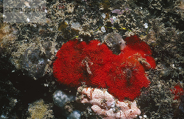 Moostierchen (Mucropetraliella elleri)  Kolonie dieser roten Art auf einem Stegpfahl mit den Lophophoren der Zooiden  die zum Fressen ausgestreckt sind. Flinders  Victoria  Australien