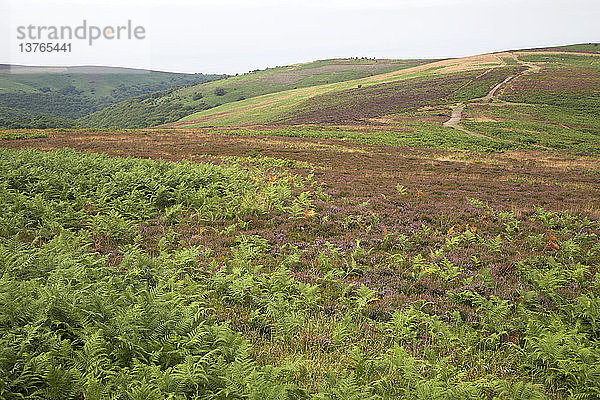 Hochgebirgslandschaft der Quantock Hills  Somerset  England