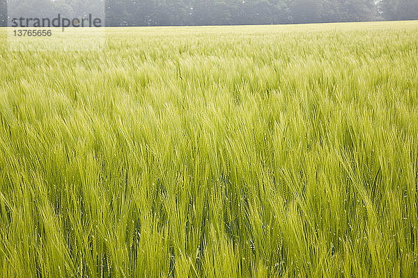 Feld mit grüner junger Gerste in Shottisham  Suffolk  England