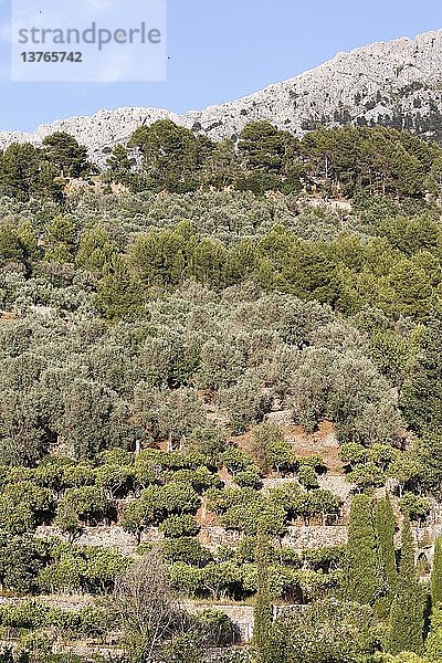 Orangenhain in der Sierra tramontana  Mallorca.