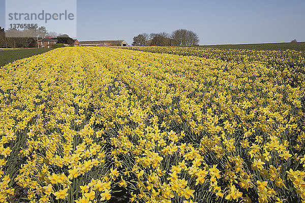 Feld mit kultivierten Narzissen  in der Nähe von Happisburgh  Norfolk  England