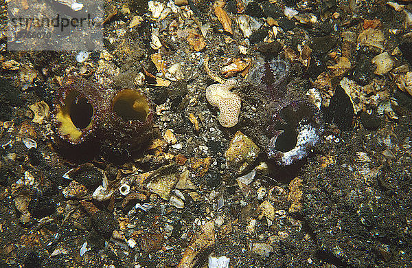 Trogmuscheln (Lutraria rhynchaena)  Siphons tief vergrabener Exemplare  die bis an die Sandoberfläche reichen. Kangaroo Island  Südaustralien