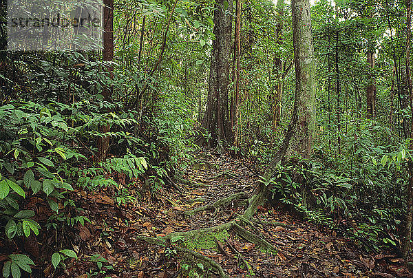 Tiefland-Dipterokarp-Wald Bukit Timah Nature Reserve  Singapur