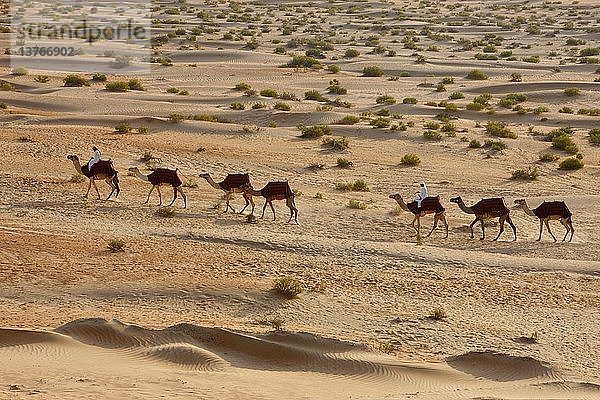 Kamele in der Liwa-Wüste  Abu Dhabi  Vereinigte Arabische Emirate.