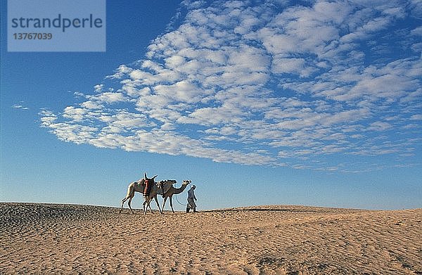 Beduinen und Dromedare in der Sahara  Douz  Tunesien.