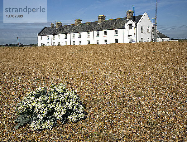 Blühender Meerkohl in der Nähe der Coastguard Cottages  Shingle Street  Suffolk  England