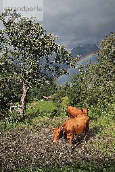 Kühe in den französischen Alpen  Cordon  Frankreich.