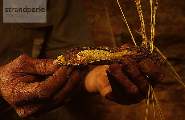 Witchetty grub  eine Speise der australischen Ureinwohner  ist die Larve einer Cossid-Motte und gilt als Delikatesse  Zentralaustralien