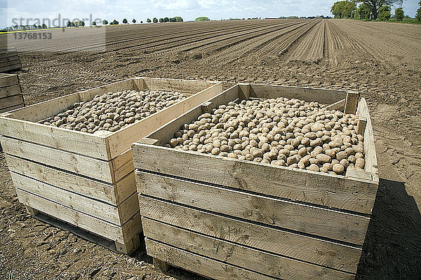 Kisten mit Pflanzkartoffeln  bereit zum Pflanzen auf einem Feld  Hemley  Suffolk