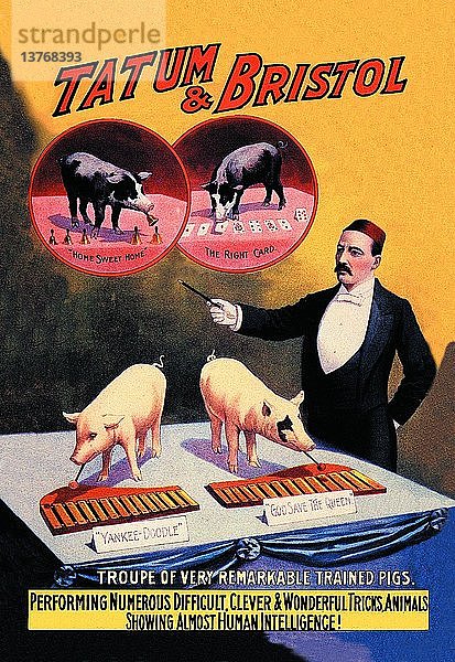 Tatum and Bristol´s Troupe of Trained Pigs 1898'