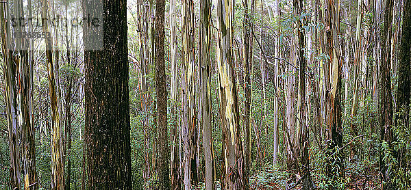 Namadgi-Nationalpark Australisches Hauptstadtterritorium